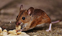 24 Hour & Emergency Exterminators in Papillion, NE